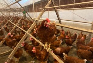 Fazenda em Minas Gerais alcança marca de 80 mil ovos diários com sistema livre de gaiolas