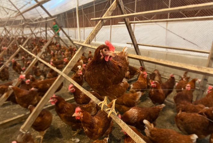 Fazenda em Minas Gerais alcança marca de 80 mil ovos diários com sistema livre de gaiolas