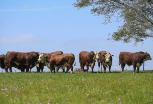 Genética da Campanha coloca 79 touros de elite em leilão na Farm Show de Dom Pedrito