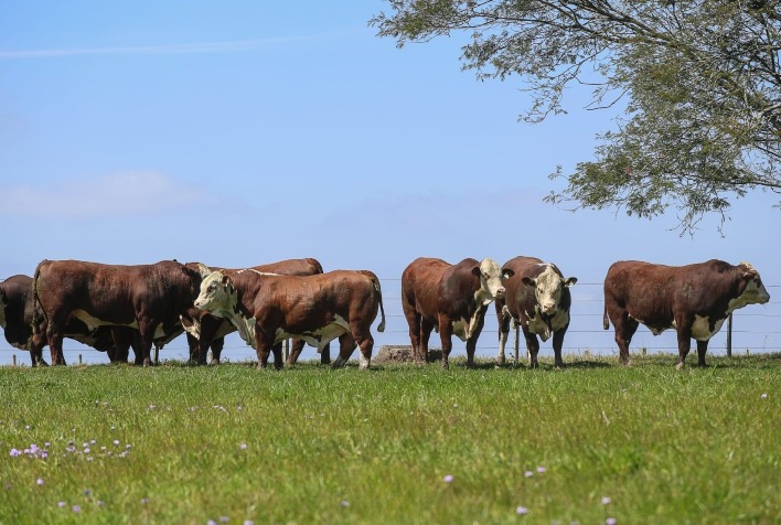 Genética da Campanha coloca 79 touros de elite em leilão na Farm Show de Dom Pedrito