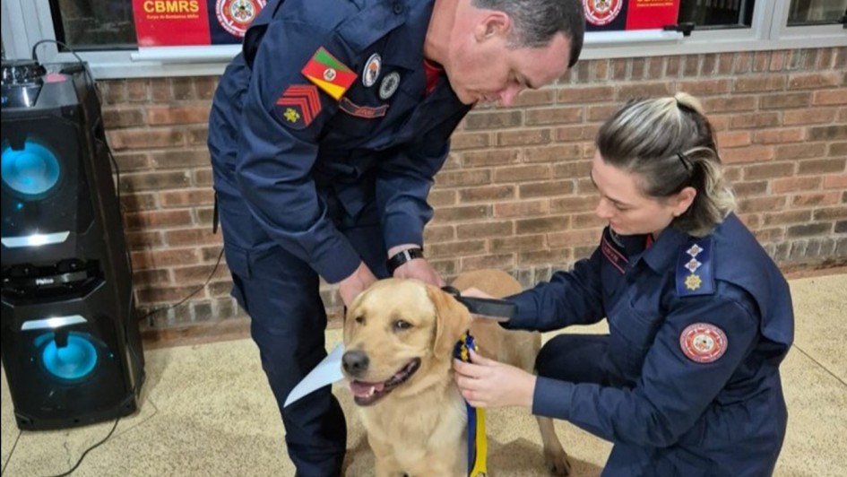 Governo do Estado promove curso para atendimento emergencial de cães que atuam em operações de salvamento e de segurança