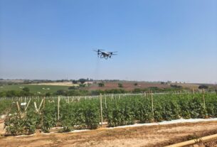 IAC e Irmãos Andrade testam drones para otimizar aplicação de defensivos em tomateiros de Sumaré