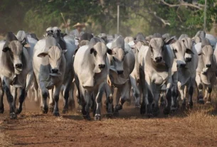 Impacto do touro na pecuária e no avanço genético do rebanho bovino