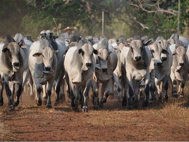 Impacto do touro na pecuária e no avanço genético do rebanho bovino