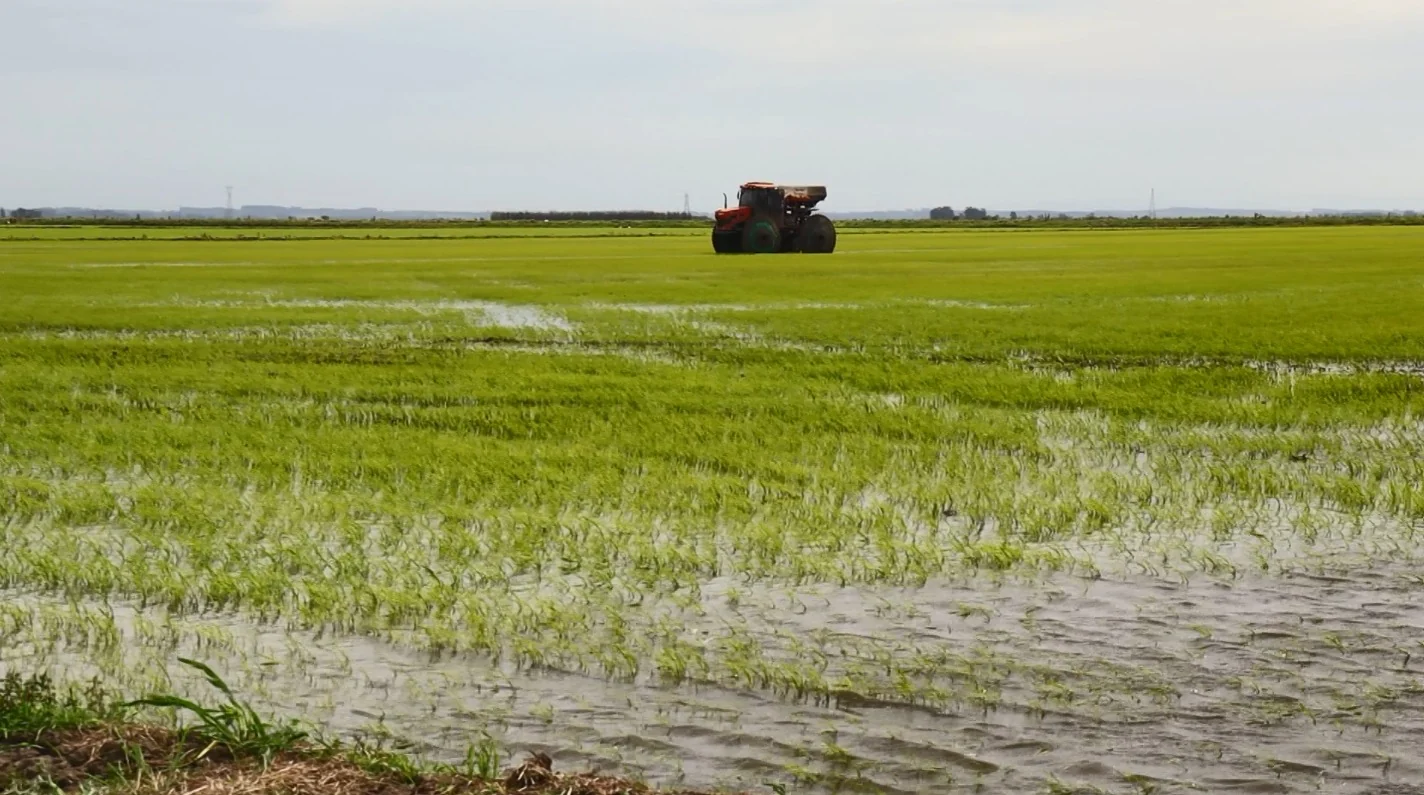 Justiça em Santa Catarina debate exigência de licenciamento para o cultivo de arroz irrigado