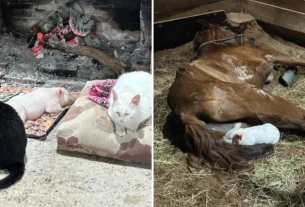 Leitoa destinada a abate ganha nova vida em santuário de animais