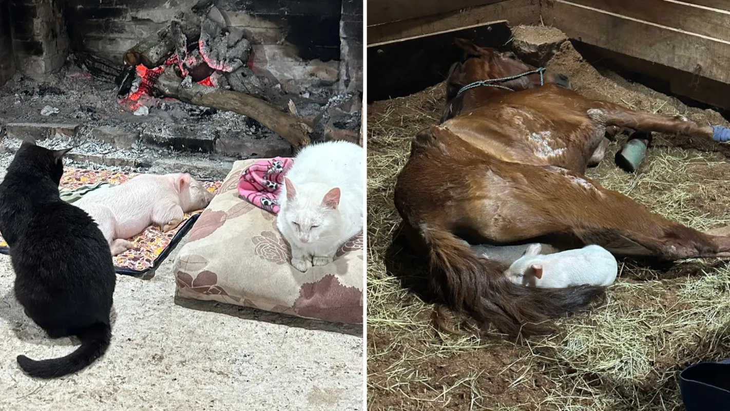Leitoa destinada a abate ganha nova vida em santuário de animais