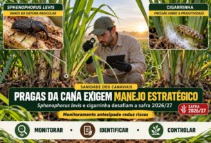 Manejo estratégico contra Sphenophorus levis e cigarrinha é vital para a safra 2026/27 de cana