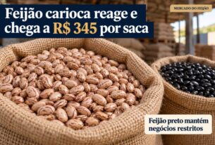 Mercado de feijão carioca reage e saca atinge R$ 345 em meio à retenção de oferta