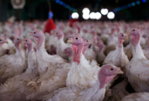 Ministério da Agricultura valida registro de foco de Newcastle em aves catarinenses
