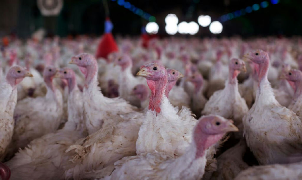 Ministério da Agricultura valida registro de foco de Newcastle em aves catarinenses