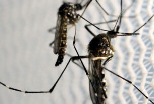 Ministério da Saúde aponta que 50% das cidades brasileiras enfrentam risco de surto de dengue