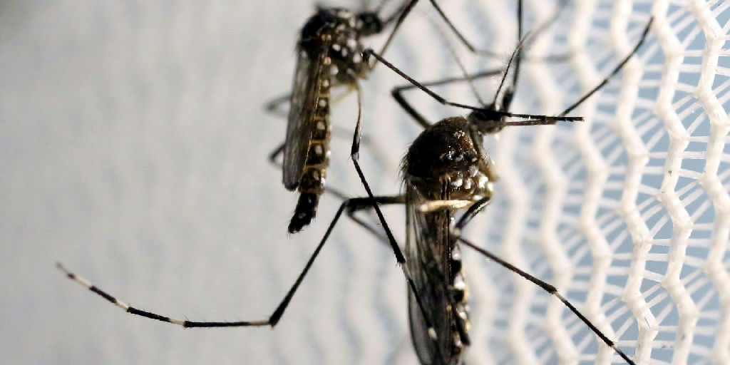 Ministério da Saúde aponta que 50% das cidades brasileiras enfrentam risco de surto de dengue
