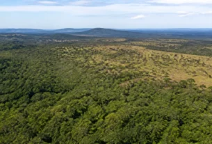 Ministério do Meio Ambiente aponta que queda no desmatamento evitou emissões do Japão