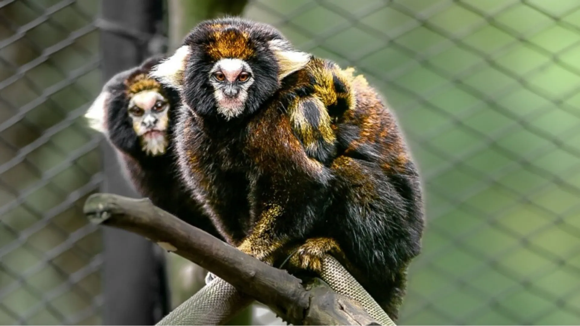 Nascimento de sagui-da-serra-escuro traz esperança para preservação no estado