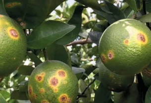Novo vírus descoberto em pomares paulistas reduz em 60% lesões de cancro cítrico