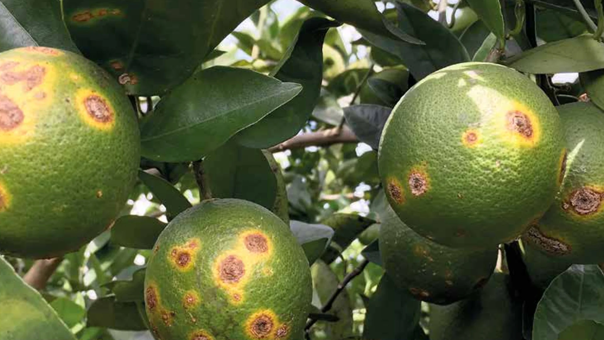 Novo vírus descoberto em pomares paulistas reduz em 60% lesões de cancro cítrico