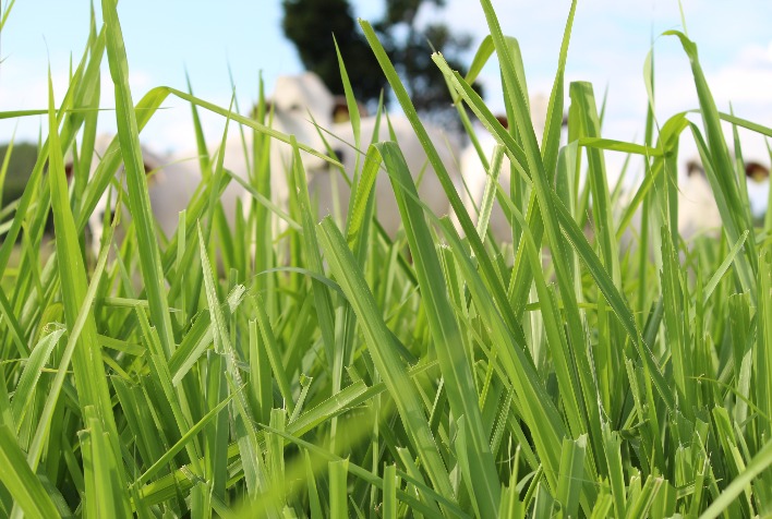 Nutrição além do pasto verde é segredo para recria de gado ganha peso nas águas