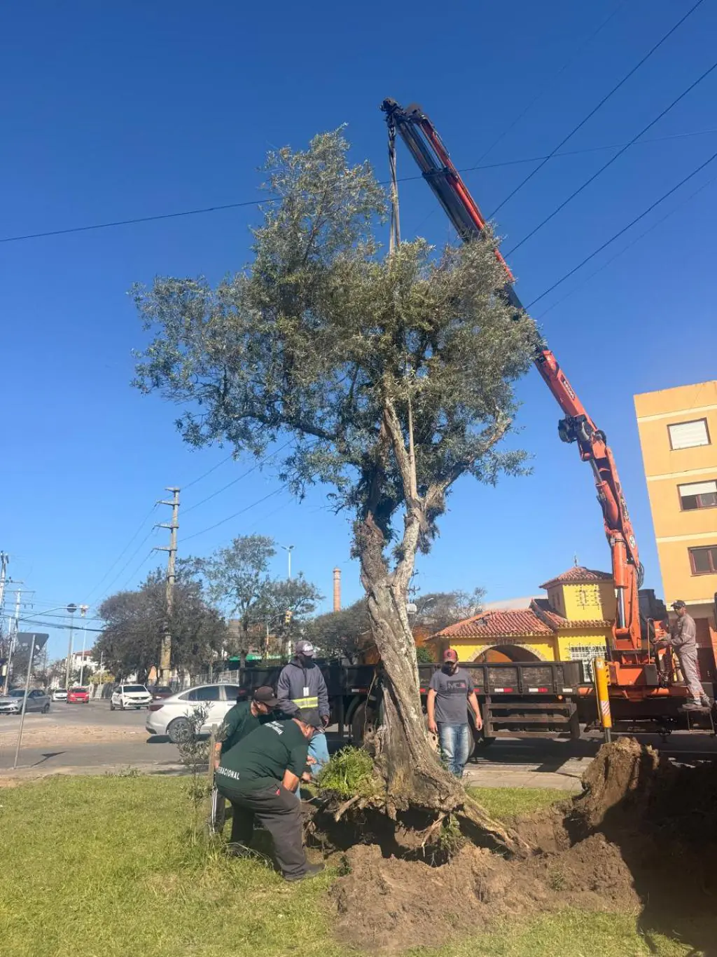 Oliveira danificada por vendaval é transplantada para Praça do Quartel em Rio Grande