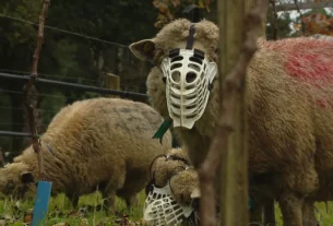 Ovelhas com máscaras: a estratégia inusitada para integrar pecuária e fruticultura na Serra gaúcha