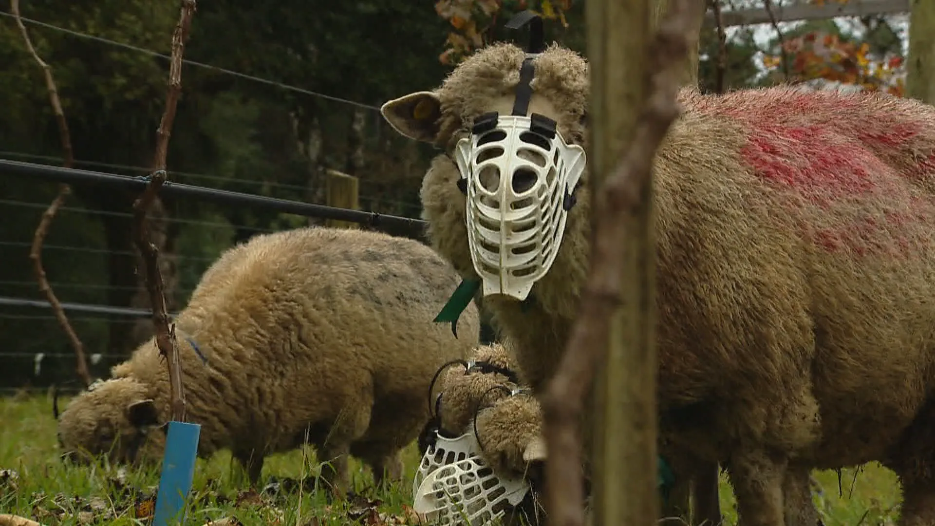 Ovelhas com máscaras: a estratégia inusitada para integrar pecuária e fruticultura na Serra gaúcha