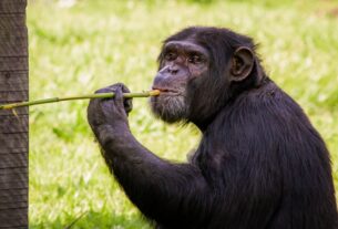 Parque Zoológico abre normalmente no Dia das Crianças (12)