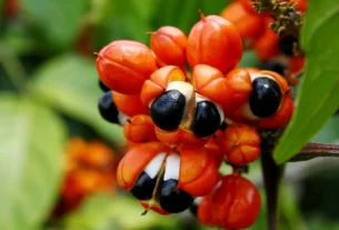 Pesquisa da Unicamp transforma casca de guaraná em insumo sustentável para a indústria