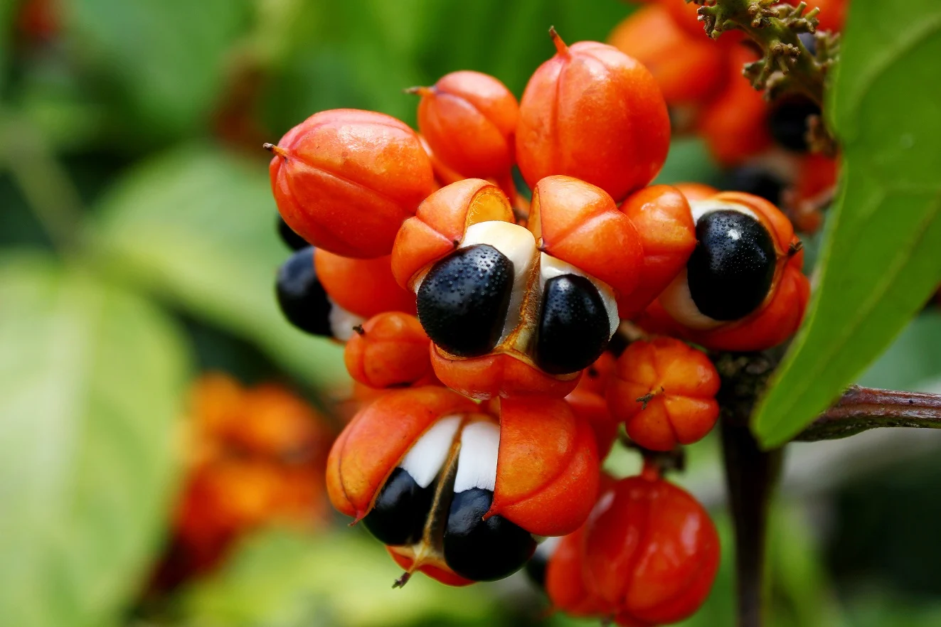 Pesquisa da Unicamp transforma casca de guaraná em insumo sustentável para a indústria