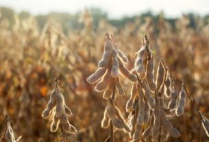 Planejamento da safra de soja 2026/27 ganha foco diante de riscos climáticos