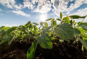 Plantio de soja 2026/27 em Goiás enfrenta desafios climáticos