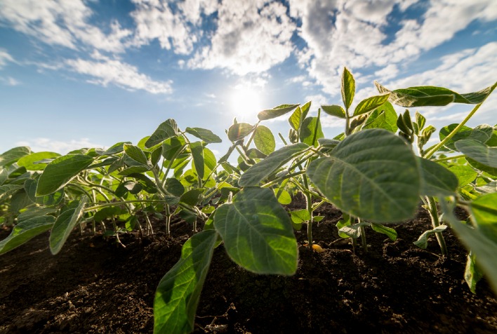 Plantio de soja 2026/27 em Goiás enfrenta desafios climáticos