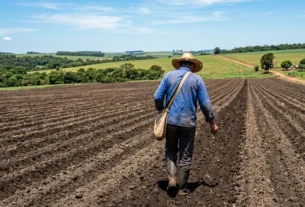 Plantio de soja em Mato Grosso avança e pode superar 80% até o fim de outubro