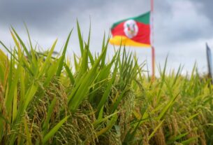 Preço do arroz no RS permanece estável em R$ 84,05 com oferta restrita e cautela da indústria