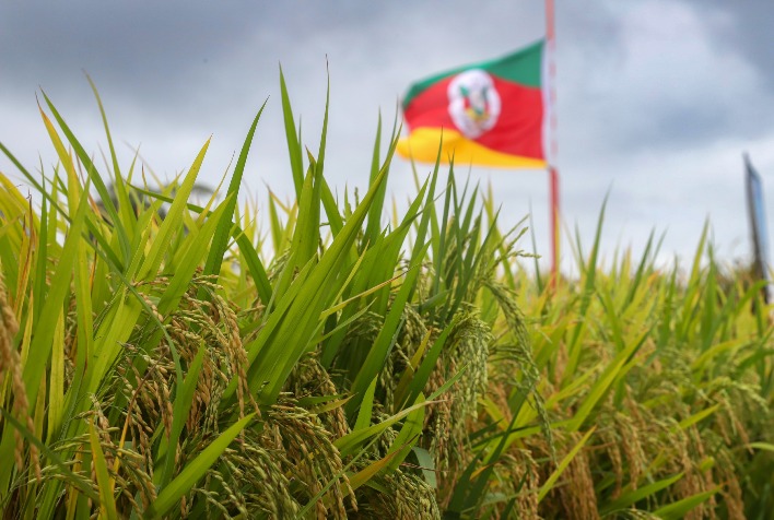 Preço do arroz no RS permanece estável em R$ 84,05 com oferta restrita e cautela da indústria