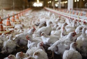 Preço do frango se mantém firme com ajuste de oferta e forte demanda