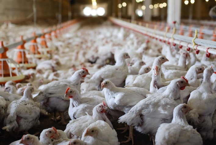 Preço do frango se mantém firme com ajuste de oferta e forte demanda