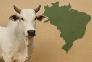 Preços da arroba do boi sobem de novo com foco na demanda da China e abates curtos