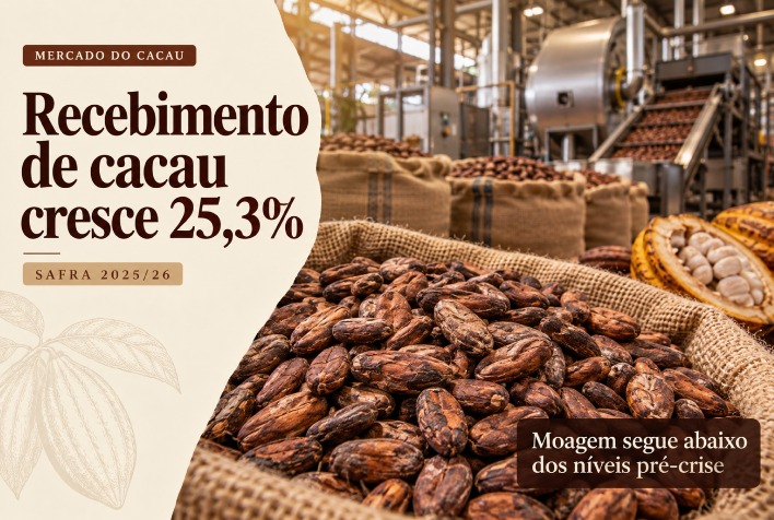 Produção de cacau no Brasil avança 25,3% na safra 2025/26