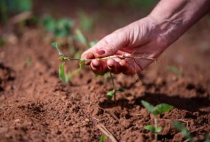 Produtividade da soja exige integração entre genética, solo e clima
