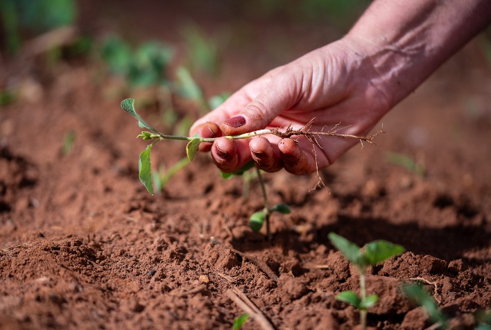 Produtividade da soja exige integração entre genética, solo e clima