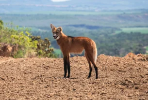 Projeto em fazendas do Centro-Oeste contabiliza mais de 1,8 mil animais silvestres