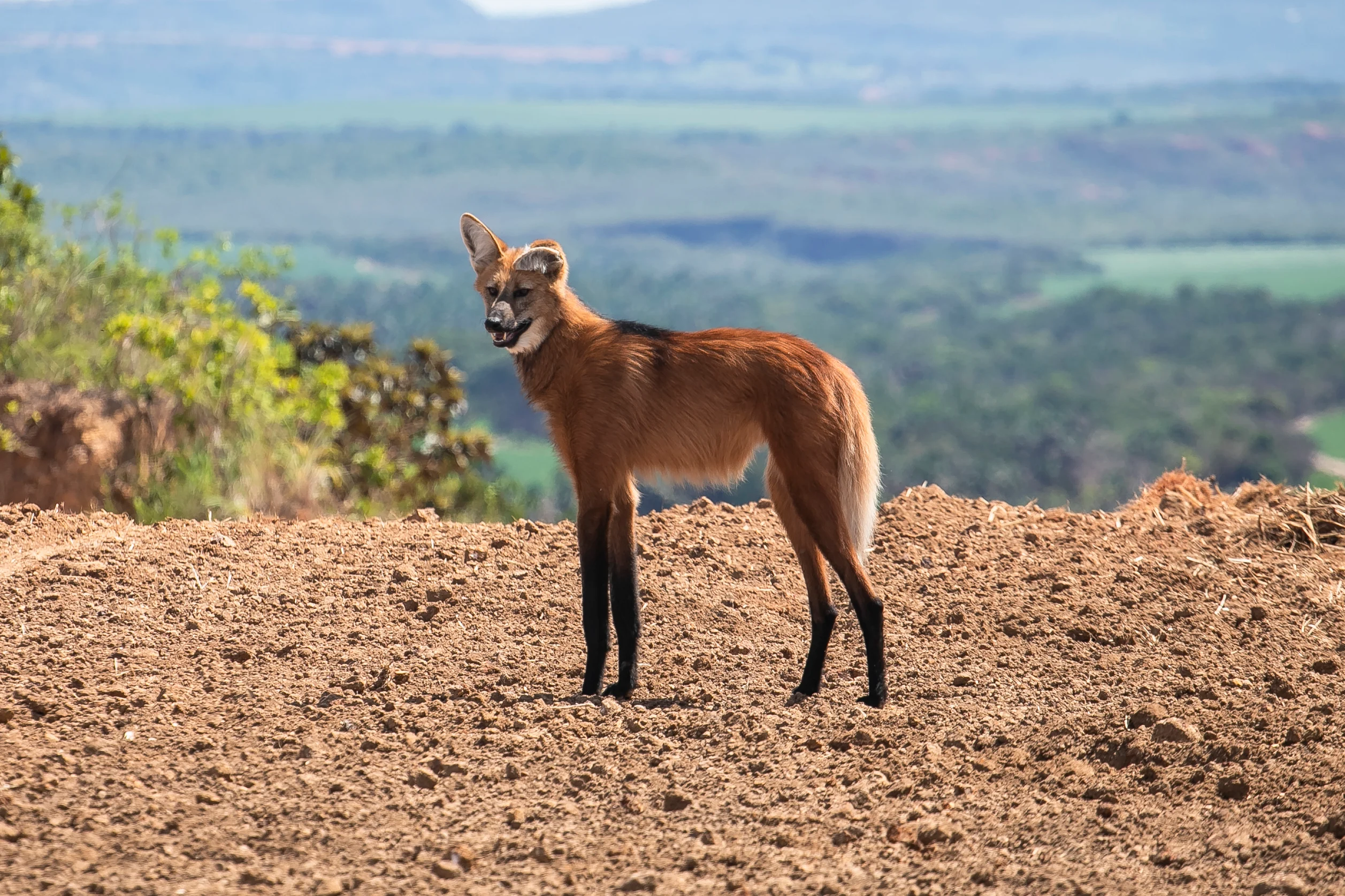 Projeto em fazendas do Centro-Oeste contabiliza mais de 1,8 mil animais silvestres