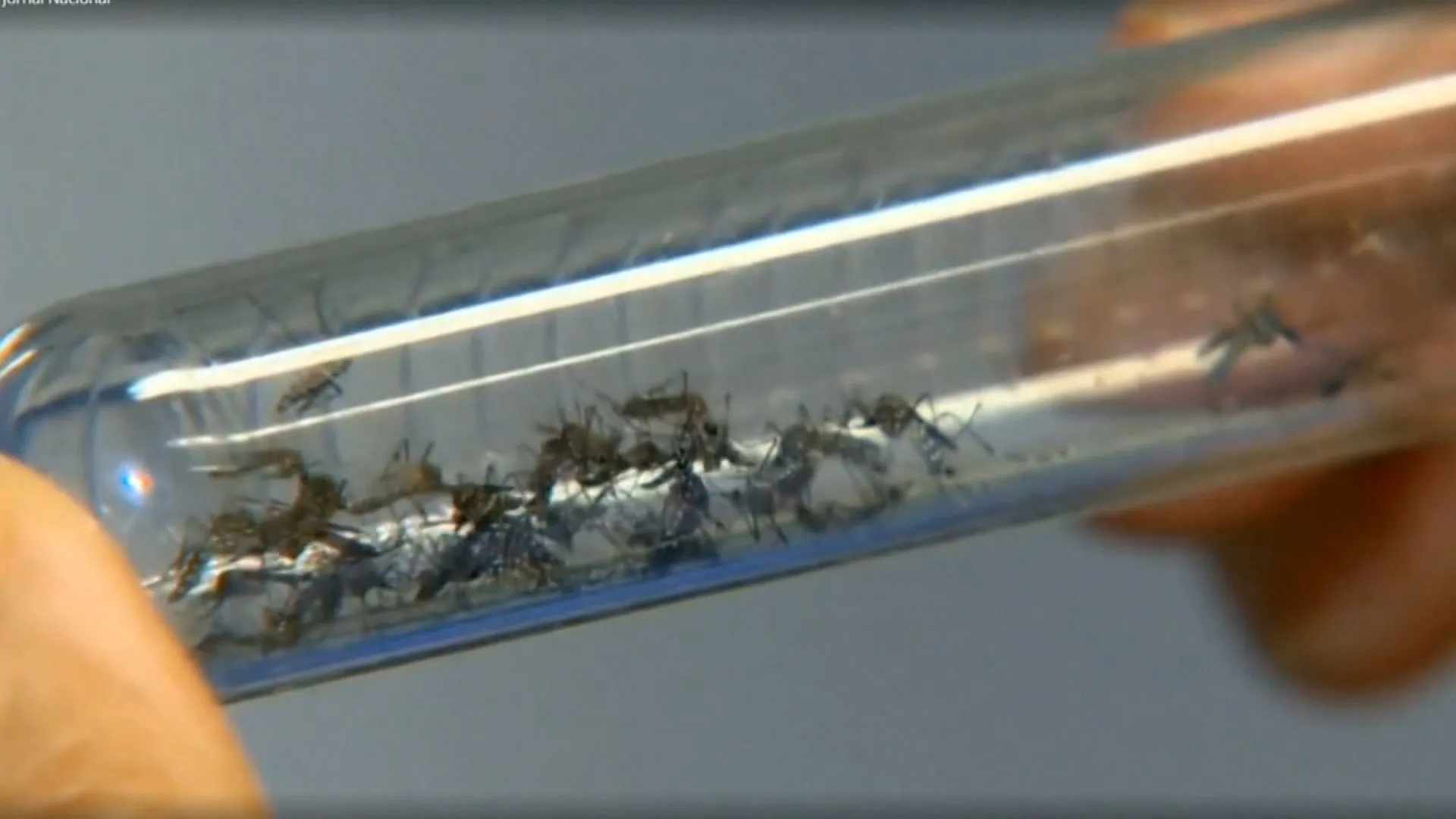 Queda expressiva nos registros de dengue surpreende o Rio Grande do Sul