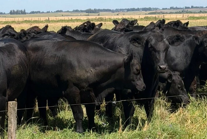 Raça angus avança no rio grande do sul com foco em qualidade e sustentabilidade