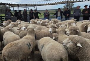 Raça Corriedale registra ganho de 276 quilos de carne por hectare em avaliação no Rio Grande do Sul