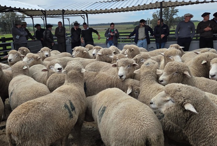 Raça Corriedale registra ganho de 276 quilos de carne por hectare em avaliação no Rio Grande do Sul