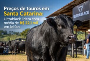 Raça Ultrablack atinge média de R$ 22,1 mil e lidera valorização de touros em leilões catarinenses