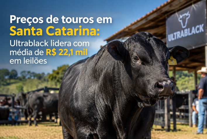 Raça Ultrablack atinge média de R$ 22,1 mil e lidera valorização de touros em leilões catarinenses