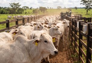 Rastreabilidade bovina une tecnologia de ponta e desafios no campo