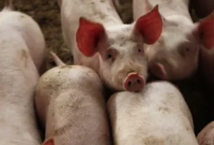 Rebanho bovino brasileiro encolhe 1,7% em 2025 e atinge menor nível desde 2022